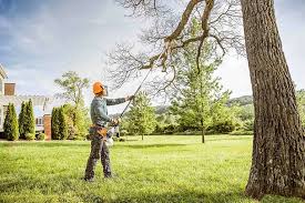 Best Stump Grinding and Removal  in Lake Arrowhead, CA