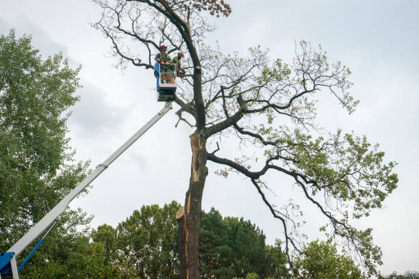 Best Emergency Tree Removal  in Lake Arrowhead, CA