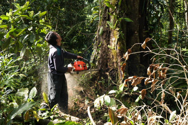 Best Tree Health Inspection  in Lake Arrowhead, CA