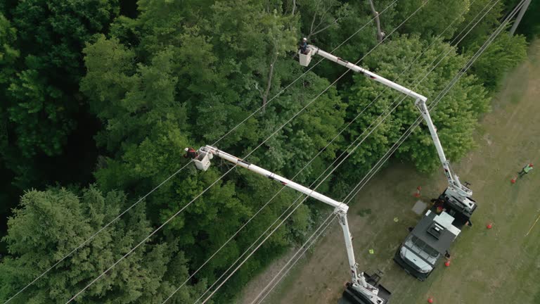 How Our Tree Care Process Works  in  Lake Arrowhead, CA