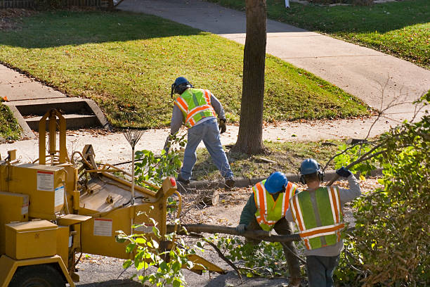 Trusted Lake Arrowhead, CA Tree Removal Experts
