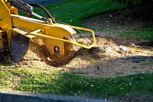 Best Landscape Design and Installation  in Lake Arrowhead, CA