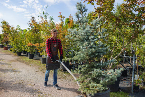 Best Tree Trimming and Pruning  in Lake Arrowhead, CA