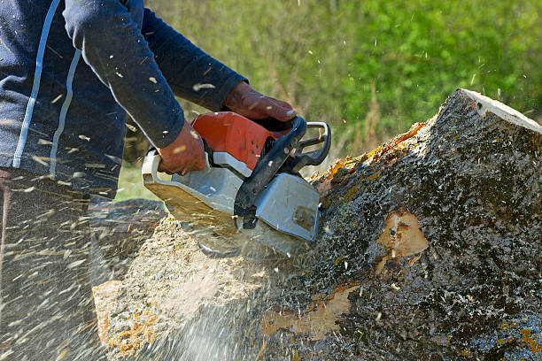Best Firewood Processing and Delivery  in Lake Arrowhead, CA