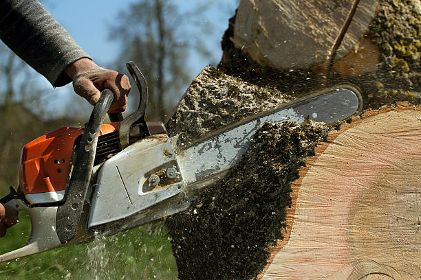Best Soil Testing and Treatment  in Lake Arrowhead, CA